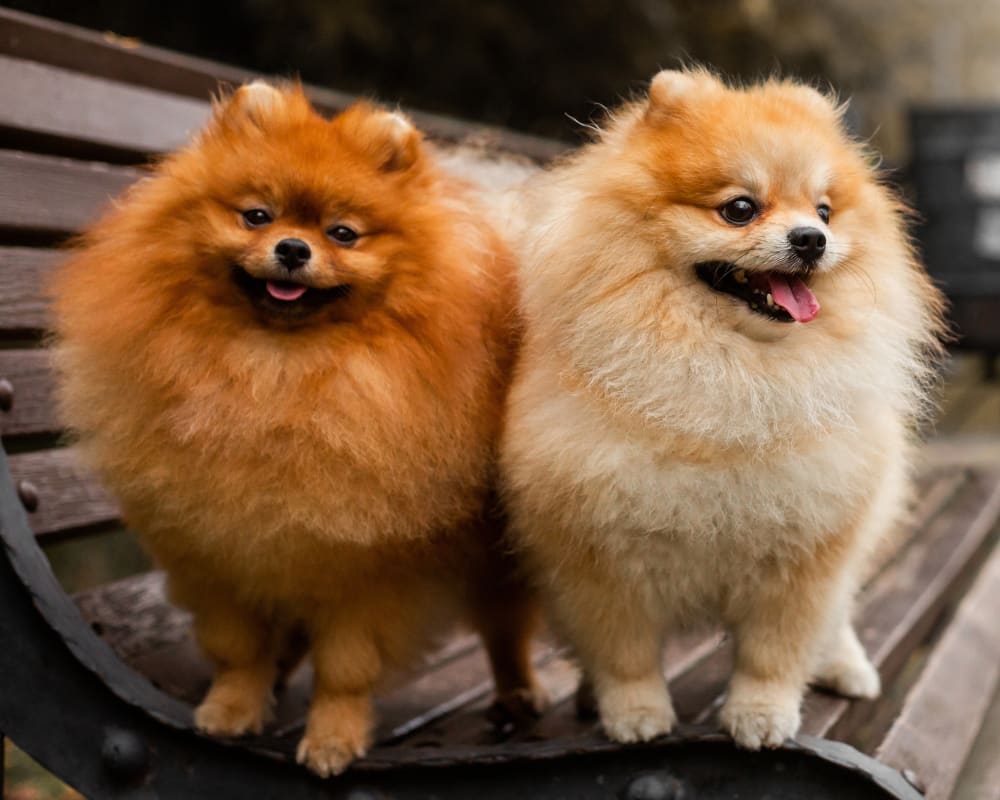 Welcome to Hohenwald Animal Hospital | Hohenwald Animal Clinic Welcome to Hohenwald Animal Hospital | Hohenwald Animal Clinic