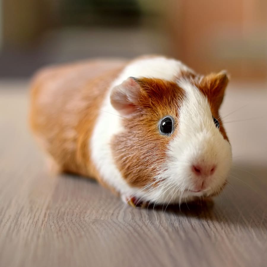 Small Mammal Veterinarian in Hohenwald